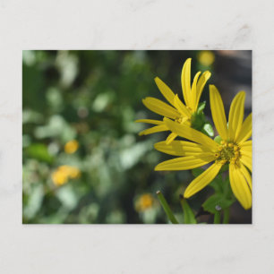 Fotografie van de Gele Daisy Flower Floral Natuur Briefkaart