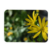 Fotografie van de Gele Daisy Flower Floral Natuur Magneet (Horizontaal)
