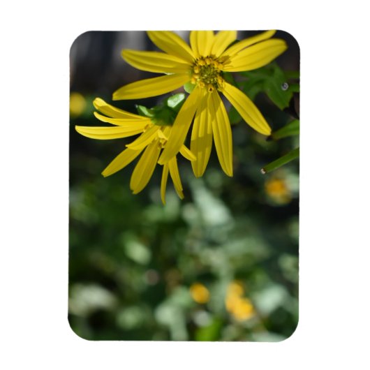 Fotografie van de Gele Daisy Flower Floral Natuur Magneet (Verticaal)
