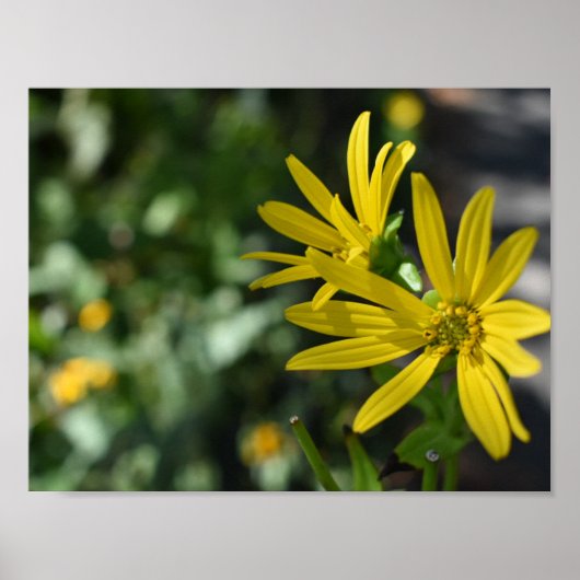 Fotografie van de Gele Daisy Flower Floral Natuur Poster (Voorkant)