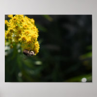 Fotografie van de Natuur van gele bloemen bijen