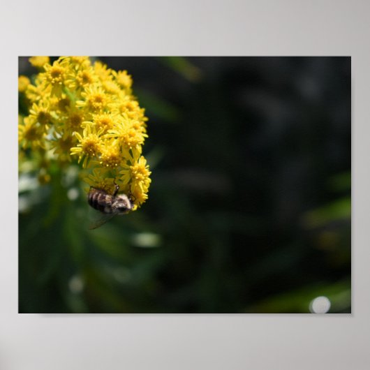 Fotografie van de Natuur van gele bloemen bijen Poster (Voorkant)