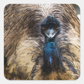 Fotografie van de Natuur van wilde dieren van Emu Vierkante Sticker