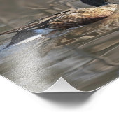 Fotografie van de Noordelijke Schoonmaker Foto Afdruk (Hoek)