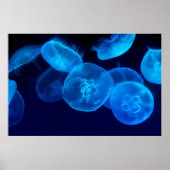 FOTOGRAFIE VAN DE SCHADE VAN JELLYFISH POSTER (Voorkant)