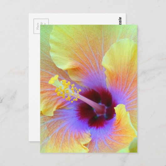 Fotografie van de sluier van de muizerder briefkaart (Voorkant / Achterkant)