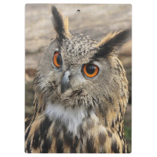 Fotografie van de uil klembord (Achterkant)