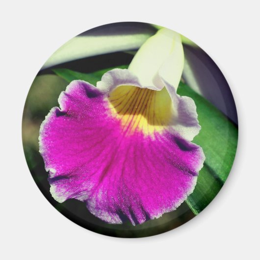 Fotografie van delicate orchideeënbloem magneet (Voorkant)