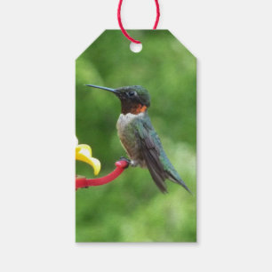 Fotografie van een roodkeelkolibrie cadeaulabel