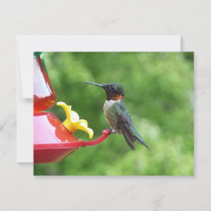 Fotografie van een roodkeelkolibrie kaart