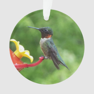 Fotografie van een roodkeelkolibrie ornament