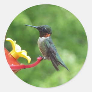 Fotografie van een roodkeelkolibrie ronde sticker