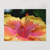Fotografie van gele hibiscusbloem briefkaart (Voorkant)