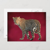 Fotografie van gepotte wilde kat briefkaart (Voorkant / Achterkant)