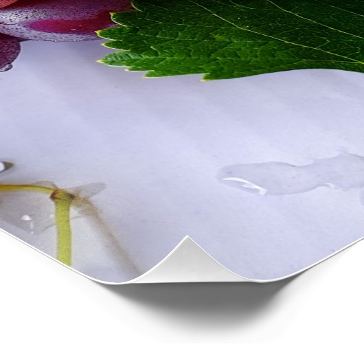 Fotografie van grapevine Fruit Perfect Poster (Hoek)