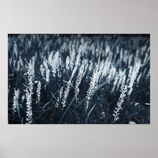 FOTOGRAFIE VAN GROENE PLANT POSTER (Voorkant)