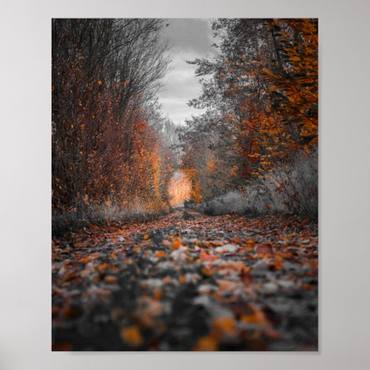 Fotografie van Herfst Trees Poster (Voorkant)