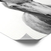 Fotografie van het grijze paard, van het zwarte en poster (Hoek)