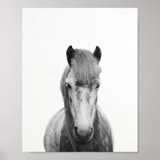 Fotografie van het grijze paard, van het zwarte en poster (Voorkant)