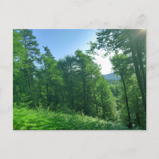 Fotografie van het groene boslandschap briefkaart
