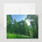Fotografie van het groene boslandschap briefkaart (Voorkant / Achterkant)