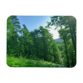 Fotografie van het groene boslandschap magneet (Horizontaal)