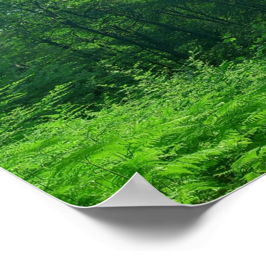 Fotografie van het groene boslandschap poster (Hoek)