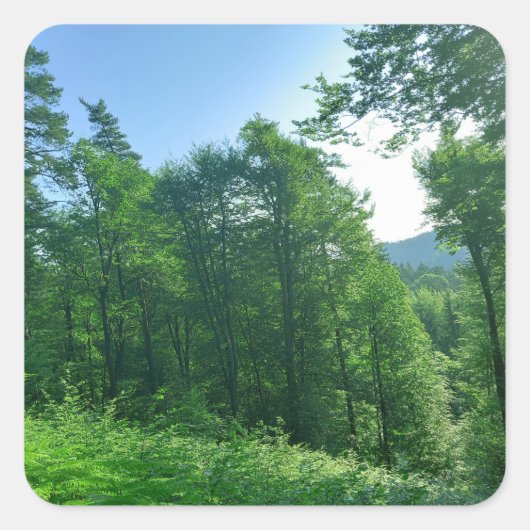 Fotografie van het groene boslandschap vierkante sticker (Voorkant)