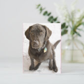 Fotografie van het verklikkerlab met sneeuw briefkaart (Staand voorkant)