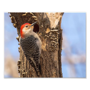 Fotografie van Male Red Bellied Woodpecker Foto Afdruk