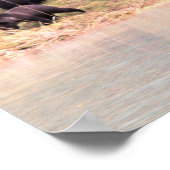 Fotografie van moeder Grizzly en 2 cubs Poster (Hoek)