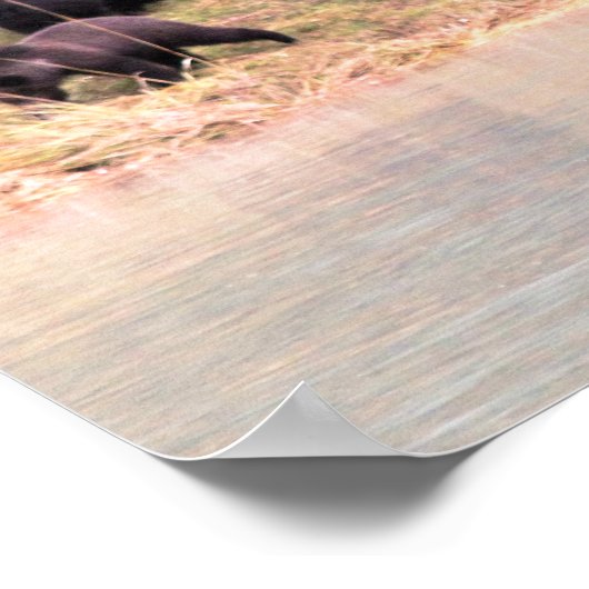 Fotografie van moeder Grizzly en 2 cubs Poster (Hoek)