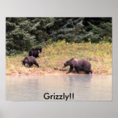 Fotografie van moeder Grizzly en 2 cubs Poster (Voorkant)