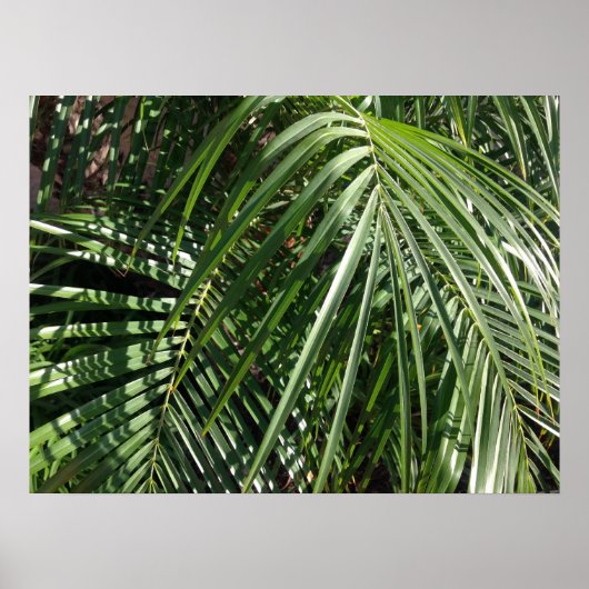 Fotografie van Palm Fronds Fine Art Natuur Poster (Voorkant)