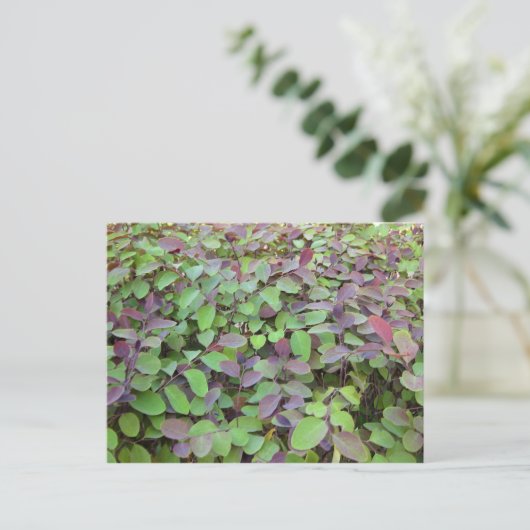 Fotografie van rode en groene bladeren briefkaart (Staand voorkant)