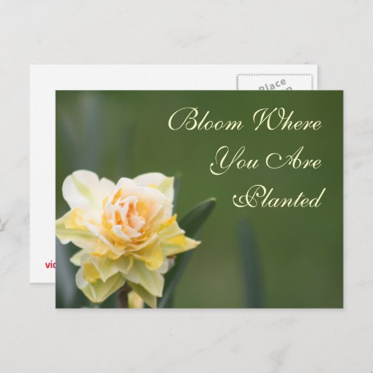 Fotografie van Roos Briefkaart (Voorkant / Achterkant)