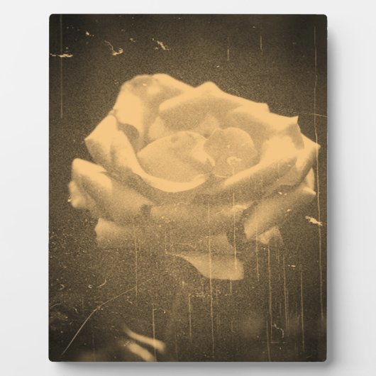  fotografie van roos fotoplaat (Voorkant)