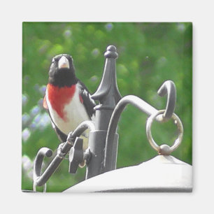 Fotografie van roos-gebluste Grosbeaks-vogel Magneet