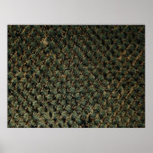 Fotografie van uitzicht van vogelsoorten op palmbo poster (Voorkant)