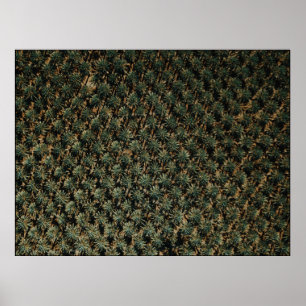 Fotografie van uitzicht van vogelsoorten op palmbo poster