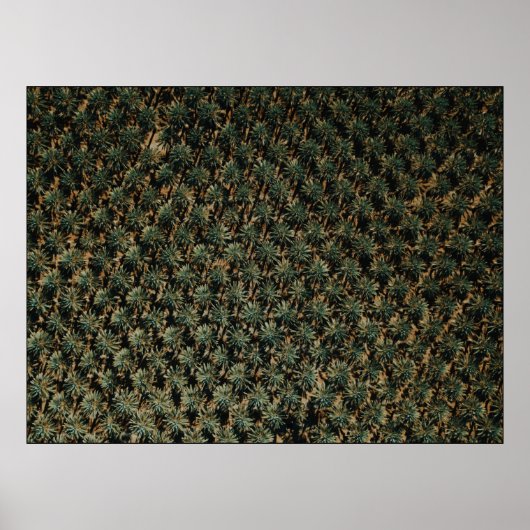 Fotografie van uitzicht van vogelsoorten op palmbo poster (Voorkant)