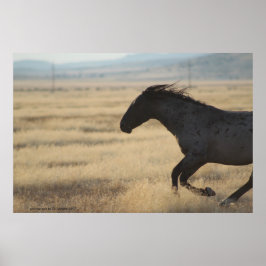 FOTOGRAFIE VAN WILDE HORSE POSTER