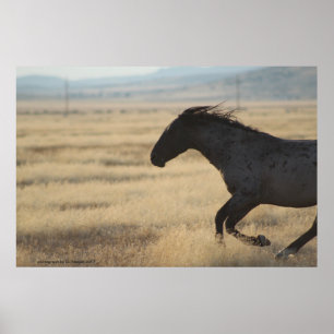 FOTOGRAFIE VAN WILDE HORSE POSTER