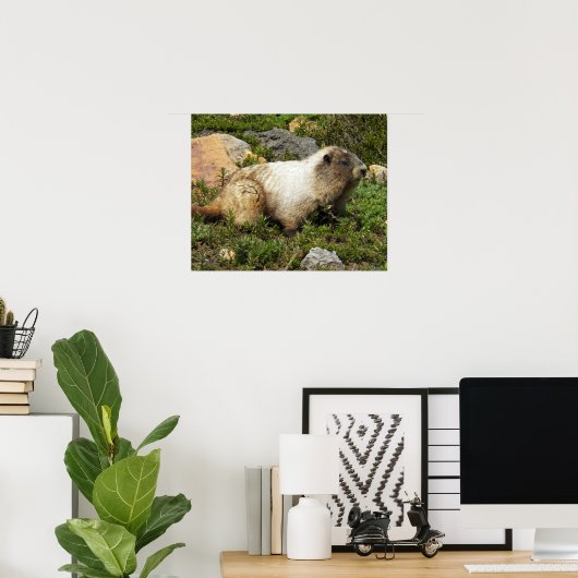 Fotografie van witkoph marmot in het wild poster (Thuiskantoor)
