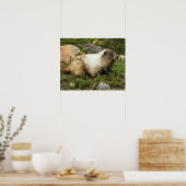Fotografie van witkoph marmot in het wild poster (Keuken)