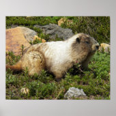 Fotografie van witkoph marmot in het wild poster (Voorkant)