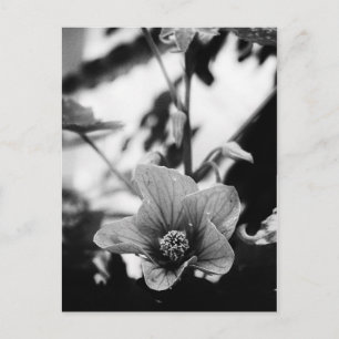 Fotografie van zwarte en witte Floral Briefkaart