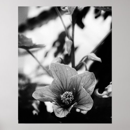 Fotografie van zwarte en witte Floral Poster (Voorkant)