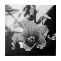 Fotografie van zwarte en witte Floral