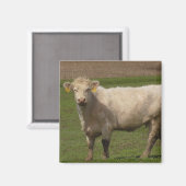 Fotografie witte Koe landbouwhuisdieren Magneet (Voorkant / Achterkant)